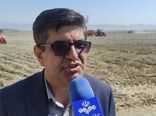 پیش بینی تولید بیش از ۲۰۰ هزار تن سیب زمینی در چهارمحال و بختیاری 