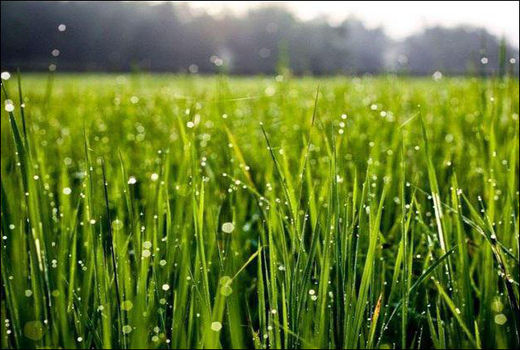 بایدها و نبایدهای کشاورزی تا ۲۸ اردیبهشت