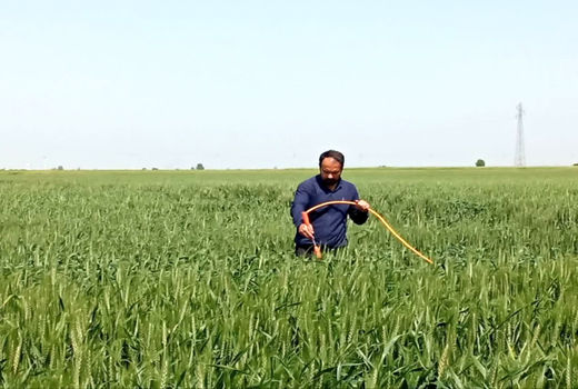 اجرای طرح پایلوت غنی‌سازی نان گندم در آبیک/ گامی نو در ارتقای کیفیت و تغذیه
