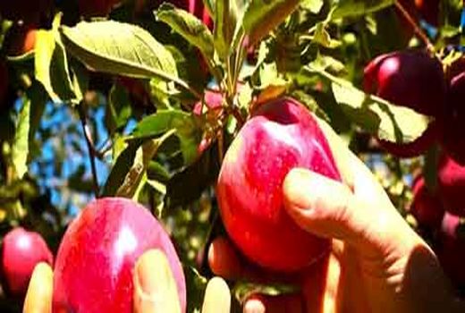 پیش بینی برداشت بیش از ۲۰۰ هزار تن سیب از باغ‌های شهرستان سمیرم 