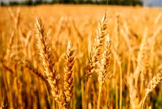 برداشت طرح پایلوت مقایسه ارقام گندم در ماهشهر