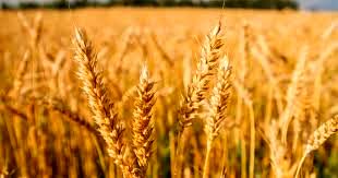 برداشت طرح پایلوت مقایسه ارقام گندم در ماهشهر