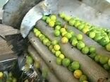 صدور 230 فقره جواز تأسیس و پروانه بهره‌برداری در بخش صنایع تبدیلی و تکمیلی قم