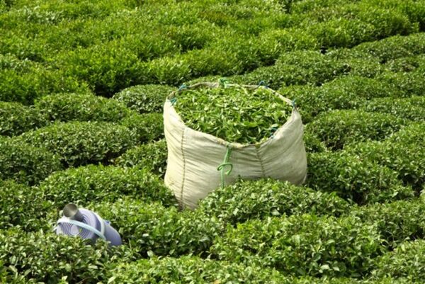 خرید 53 هزار تن برگ سبز چای از چایکاران گیلان و مازندران