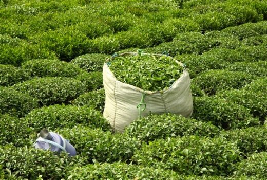 خرید 53 هزار تن برگ سبز چای از چایکاران گیلان و مازندران