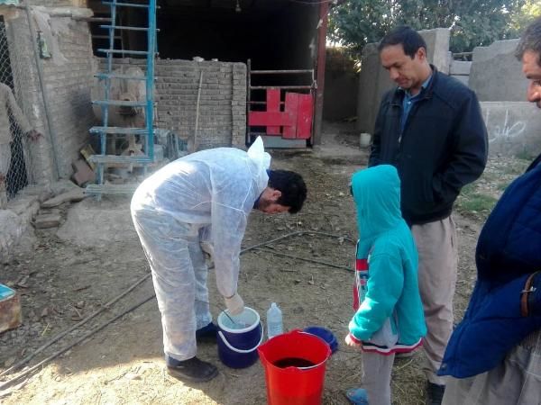 آغاز اجرای مرحله دوم واکسیناسیون طیور بومی علیه نیوکاسل از امروز