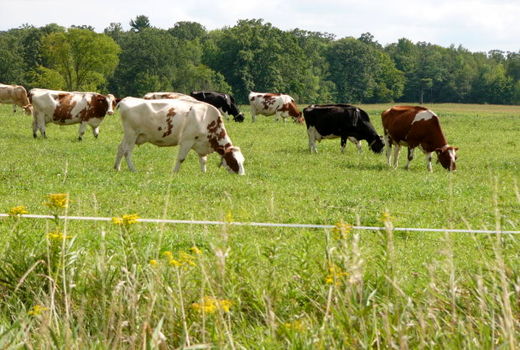 عملیات احیاء بیولوژیک در سطح 400 هکتار از عرصه‌های مرتعی سمنان انجام شد