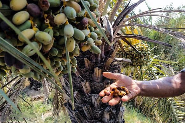نخلستان‌ها بدون مدیریت علمی آب و انتخاب ارقام مقاوم، توان مقابله با تغییر اقلیم را ندارند