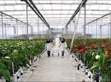 بازار خوب محصولات گلخانه ای یزد در کشورهای روسیه و عراق