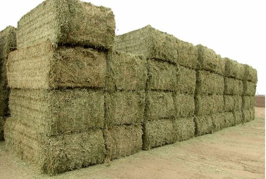 برداشت یونجه از مزارع شهرستان البرز