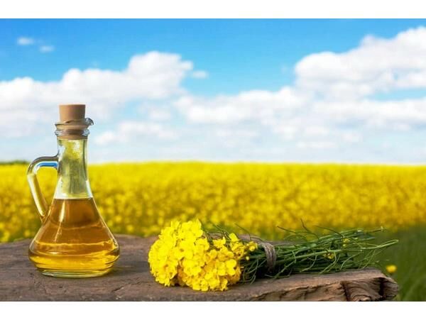 پیش بینی کشت 600 هکتاری کلزا در آمل/افزایش 300 درصدی سطح زیرکشت