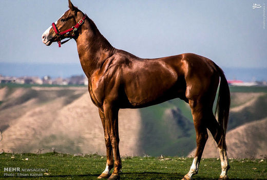 صدور شناسنامه برای 192 سر اسب اصیل ترکمن در خراسان شمالی