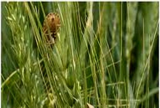 خشکی و آفات نباتی، خطر جدی برای تولیدات کشاورزی