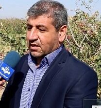 پوکی 30 درصد از محصول باغداران پسته کرمان / برداشت پسته از 260 هزار هکتار باغ