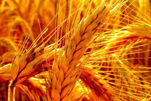 اختصاص یک هزار و 100هکتار از اراضی شهرستان درمیان به کشت گندم