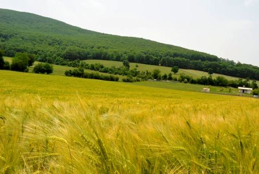 6800 تن گندم و جو در نوشهر تولید شد