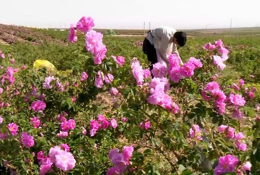 تولید سالانه بیش از ۲۰ هزار تن گلاب در کاشان