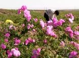 تولید سالانه بیش از ۲۰ هزار تن گلاب در کاشان