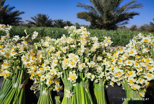 کازرون در آغوش عطر نرگس