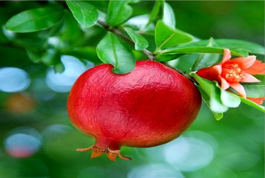 پیش بینی تولید 1400 تن انار در کوار  