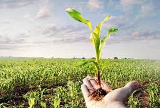 11 طرح تحقیقاتی کشاورزی استان بوشهر در هفته انتقال یافته‌های طرح‌های تحقیقاتی ارائه شد