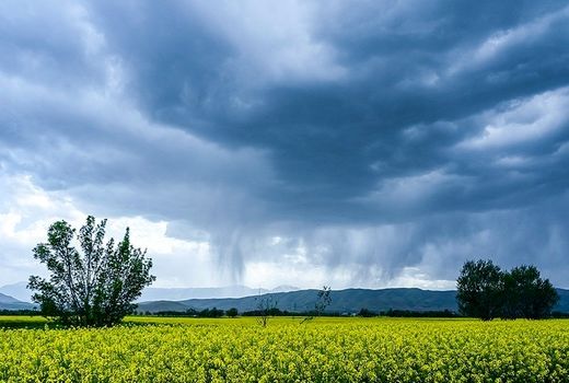 هفت اقدام تشویقی در سطح کلان برای توسعه کشت پاییزه کلزا