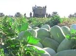 آغاز برداشت هندوانه در شهرستان پارس آباد مغان