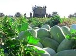آغاز برداشت هندوانه در شهرستان پارس آباد مغان