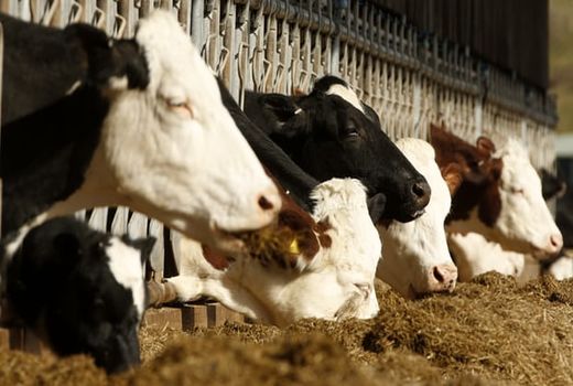 چاره‌اندیشی انگلیسی‌ها برای حل بحران فرآورده‌های غذایی