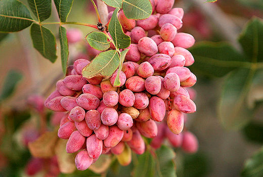 7500 تن پسته درسیستان وبلوچستان برداشت شد