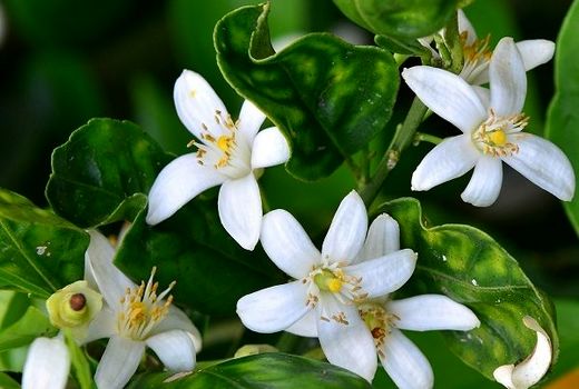 پایان برداشت شکوفه های بهار نارنج از باغات مرکبات گیلان