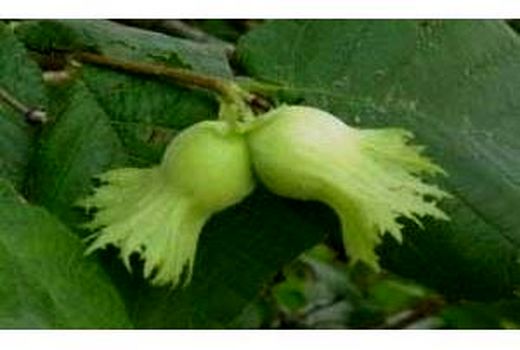 پیش بینی برداشت 280 تن فندق در تنکابن