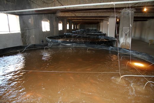 طرح پرورش ماهی بدون تعویض آب در استان یزد اجرا شد