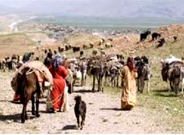 کوچ عشایر ایلام به مناطق قشلاقی آغاز شد