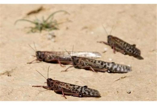 کانون یابی 1400 هکتار اراضی کوهستانی آمل برای پیشگیری خسارت ملخ