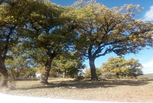 بیش از 25 درصد از درختان بلوط زاگرس دچار زوال و تخریب انسانی هستند