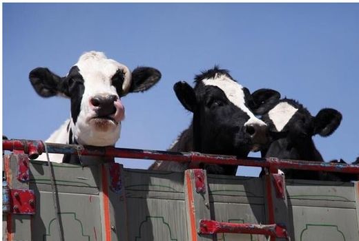 توقیف هزار و ۳۷۳ راس دام غیرمجاز در خراسان شمالی 