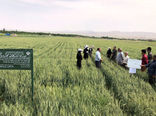 برگزاری مراسم روز مزرعه گندم آبی در شهرستان بناب
