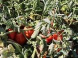 خسارت ۵ تا ۱۰۰ درصدی سرما به محصولات جالیزی بوشهر