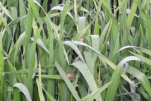 مبارزه با سن غلات در سطح 13215 هکتار  اراضی استان سمنان 