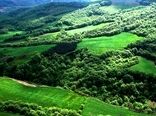تمرکز مؤسسه تحقیقات جنگل‌ها و مراتع بر احیا، تنوع زیستی و زراعت چوب