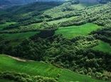 تمرکز مؤسسه تحقیقات جنگل‌ها و مراتع بر احیا، تنوع زیستی و زراعت چوب