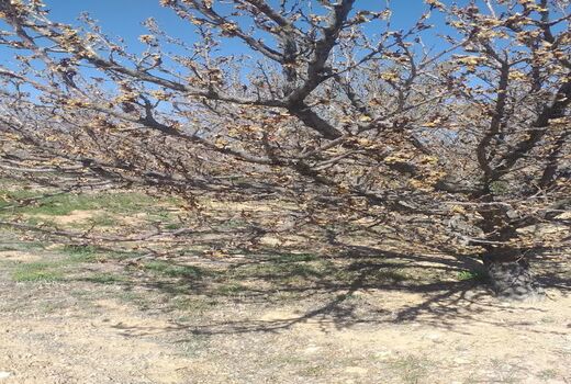 باغات و مزارع خرم بید از سرمای بهاره خسارت دید