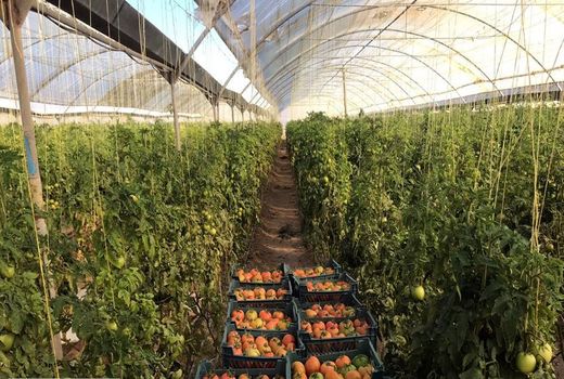 دوام زراعت در اصفهان، نیازمند تغییر الگوی کشت