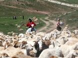 سرمای بهاره کوچ عشایر خراسان شمالی را به تاخیر انداخت