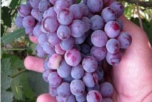 ایجاد بانک ژنوتیپ باغی در خراسان شمالی