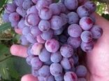 ایجاد بانک ژنوتیپ باغی در خراسان شمالی