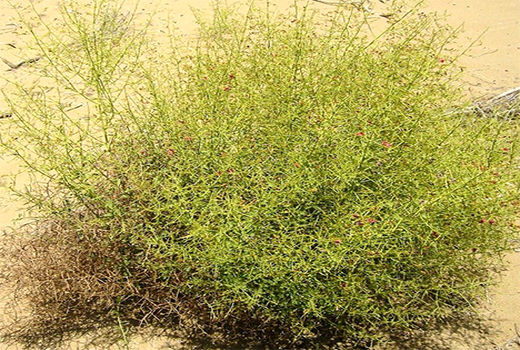 کشت گیاه خارشتر به صورت پایلوت در یک هکتار اراضی دیم جاجرم 