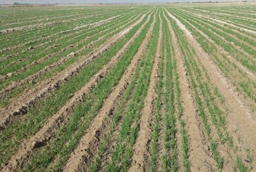 جوندگان مضر مزارع شهرستان در سطح بیش از 400 هکتار کانون کوبی شد