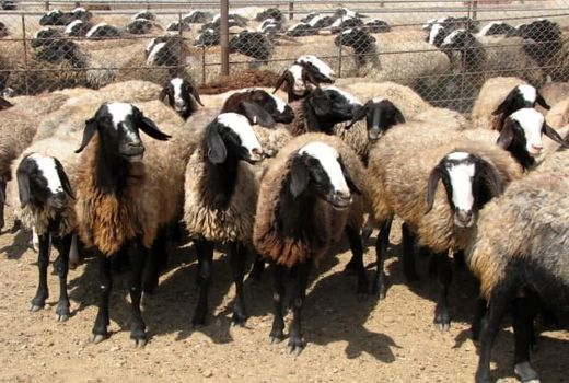 واحدهای راکد و نیمه فعال دامداری‌های سنتی روستایی فعال می‌شوند